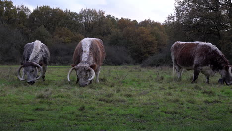 A-herd-of-Longhorn-Cows-with-bell-shaped-GPS-location-devices-around-their-necks-roaming-freely-and-grazing-in-a-field