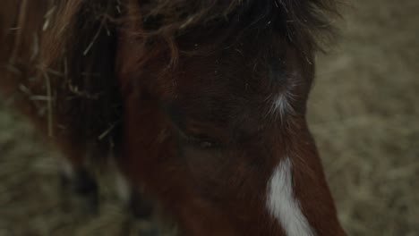 A-Gentle-Face-Of-Brown-Horse-With-Messy-Hair-In-A-Farm-Ranch-In-Coaticook,-Quebec,-Canada---Closeup,-Slow-Motion