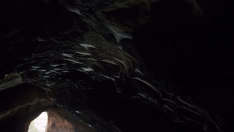 Spiderweb-moving-on-the-ceiling-of-a-cave