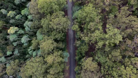 Slow-aerial-drone-pan-over-isolated-wet-road-surrounded-by-tall,-green,-luscious-trees-in-forest-landscape