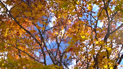 Beautiful-scenery-of-bright-orange-autumn-colors,-looking-up-towards-blue-sky-in-slow-motion