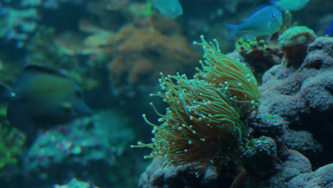 An-orange-sea-anemone's-long-tentacles-move-around-in-the-water-of-an-aquarium-fish-tank-while-fish-swim,-out-of-focus-in-the-background
