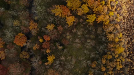 Overhead-Drohnenaufnahme-Eines-Wunderschönen-Herbstwaldes,-Der-Von-Licht-Zu-Schatten-Wechselt