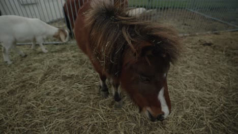 Brown-Miniature-Horse-In-A-Rural-Farm-In-Coaticook,-Quebec---close-up,-slow-motion
