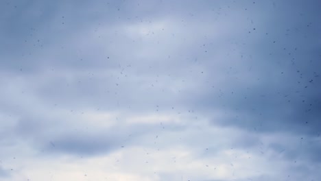 Swarm-Of-Insects-Flying-Against-Cloudy-Sky-Background---low-angle,-static-shot