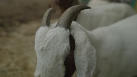 Closeup-Image-Of-White-And-Brown-Boer-Goat-With-Curved-Horns-In-Coaticook-Rural-Farm-In-Quebec,-Canada---Slow-Motion