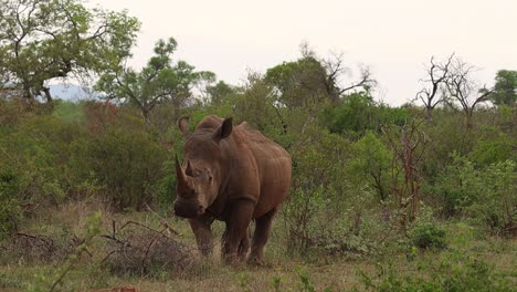 Un-Rinoceronte-Blanco-Toro-Parado-En-El-Exuberante-Paisaje-Verde-Masticando-Mientras-Mira-La-Cámara