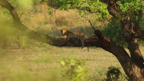 Rack-Fokus-Eines-Busches-Auf-Einen-Leoparden,-Der-In-Einem-Baum-Ruht,-Krüger-Nationalpark