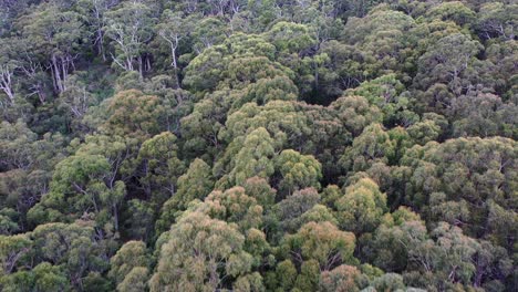 Aerial-drone-pan-around-forest-of-green-and-brown-tall-trees-in-landscape,-beautiful-texture-and-landscape-with-dirt-during-windy-day
