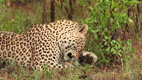 A-leopard-laying-and-licking-his-paw-and-cleaning-himself,-Kruger-National-Park