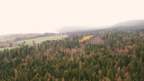 Drone-fly-over-of-a-Misty-Autumn-forest-in-the-Jura-mountains-in-Switzerland