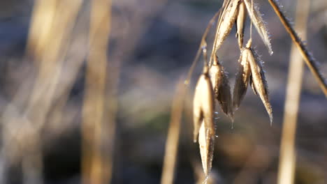 Close-dolly-shot-of-Frozen-oat-crop-in-field-on-cold-winter's-morning