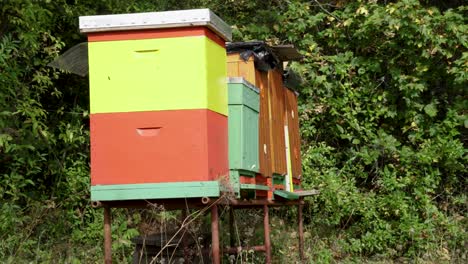 Side-view-of-colorful-homemade-hives-with-many-bees-flying-in-and-out