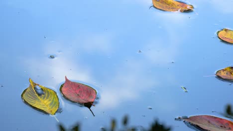 Herbstblätter-Schwimmen-In-Einem-Friedlichen-Teich-Mit-Blauer-Himmelsreflexion---Koreanischer-Gartentempel---Nahaufnahme