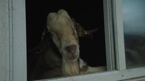 A-Bearded-Goat-Looking-Out-Of-Barn-Window-In-A-Country-Farm-In-Coaticook,-Quebec,-Canada---Closeup-Shot
