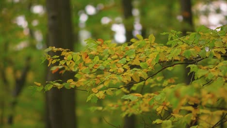 Herbstblätter-Des-Baumes,-Die-Im-Herbst-Im-Wind-Im-Wald-Wehen