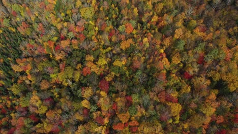 Peak-Fall-Forest-Displays-in-American-Countryside,-Aerial-View