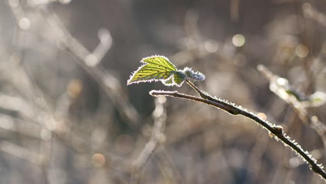 Amazing-green-leaf-in-frosty-nature-on-cold-morning-in-Vaasa,-Ostrobothnia,-Finland