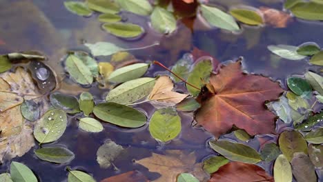 Fallen-leaves-on-a-clear-freshwater-pond--close-up