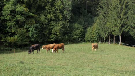 cows-slowly-walk-on-green-pasture-in-late-summer,-zoom-in