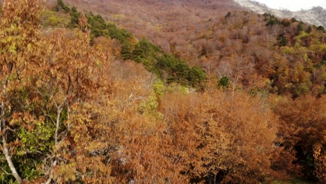 Leafless-trees-and-bushes-of-dense-forest-on-mountain-slope-in-Autumn-colors