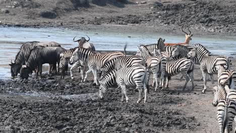 A-herd-of-burchell's-zebras,-blue-wildebeests-and-impalas-gathering-and-drinking-at-a-muddy-waterhole-in-the-Kruger-National-Park
