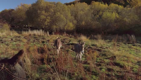 Some-donkeys-on-a-grassy-field