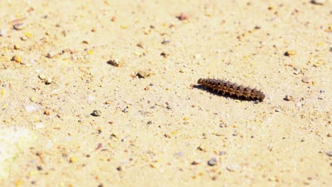 Creeping-Caterpillar-On-A-Sandy-Ground-During-Sunny-Day,-High-Angle-Shot