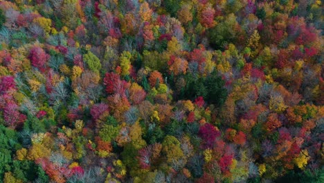 Fairytale-autumn-landscape,-birdseye-aerial-view-vivid-forest-colors-display-in-countryside-of-Vermont-USA