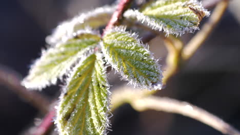 Slow-orbit-close-up-shot-around-green-leaves-with-small-ice-crystals-from-winter-frost