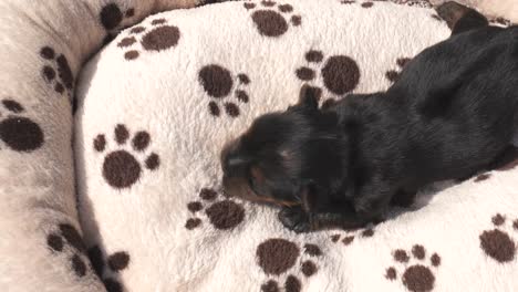 Cachorro-Recién-Nacido-De-Pura-Raza-Yorkshire-Terrier-Con-Los-Ojos-Todavía-Cerrados