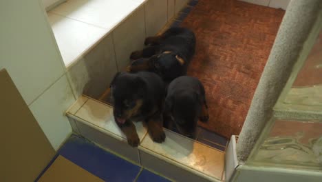 Cute,-sleepy-and-tired-Rottweiler-pure-bred-puppies