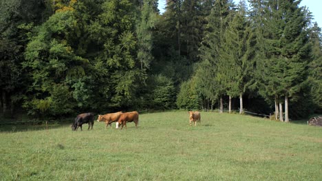 four-cows-slowly-walk-on-grassy-field-on-sunny-summer-day,-wide-static-shot