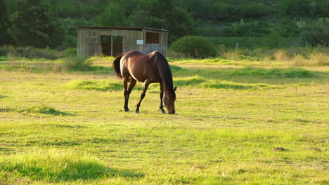 a-lone-brown-horse-grazes-in-a-paddock-in-warm-afternoon-sunlight