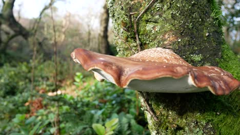 Wild-Autumn-mushroom-fungi-growing-on-woodland-mossy-forest-tree-trunk-dolly-left-closeup