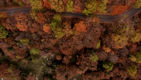 Autumn-colorful-foliage-on-mountain-forest-and-empty-road-under-trees,-aerial-view