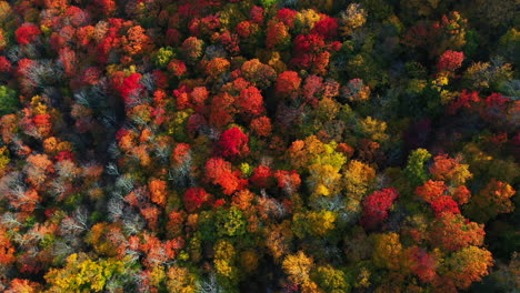 Birds-Eye-Aerial-View,-Magical-Vivid-Forest-Colors-in-Peak-of-Autumn