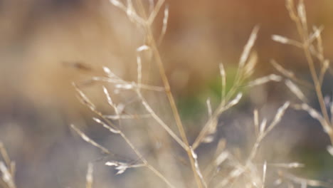 Close-up-of-beautiful-tall-brown-grass-flowers-in-orbit-shot-with-rack-focus