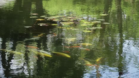 Koi-Fish-Swimming-On-Pond-In-The-Garden-Of-Korean-Temple