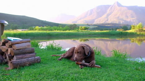 Schokoladenbrauner-Labrador-Hund,-Der-Auf-Einem-Baumstamm-In-Einer-Landwirtschaftlichen-Umgebung-Kaut