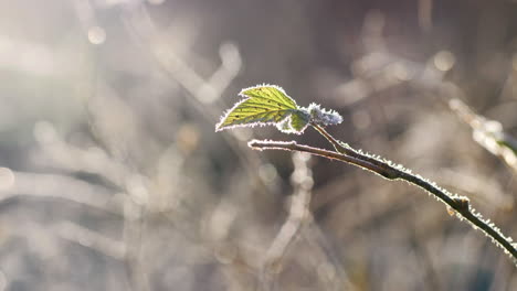 Backlit-frosty-leaf-in-frozen-barren-nature,-smooth-dolly-motion
