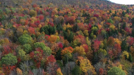 Lebendige-Auffällige-Farben-Des-Waldbaumblattes