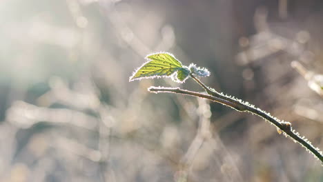 Close-up-of-lone-green-frosty-leaf-on-thin-branch-in-sun,-slow-pan