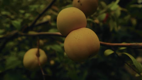 Pan-left-camera-movement-showing-apricots-in-the-tree-with-a-blurry-background