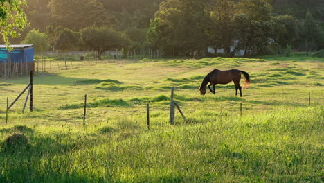 a-lone-brown-horse-grazes-in-a-paddock-in-warm-afternoon-sunlight