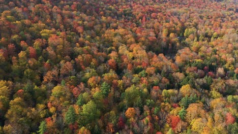 Aerial-view-of-dense-forest-in-colorful-autumn-tree-foliage-display-on-sunny-day-in-countryside-of-New-England-USA,-drone-shot