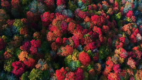 Erstaunliche-Waldfarben-Am-Sonnigen-Herbsttag-Luftbild