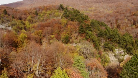 Green-pines-and-brown-leafless-trees-of-forest-on-mountains-in-Autumn,-aerial