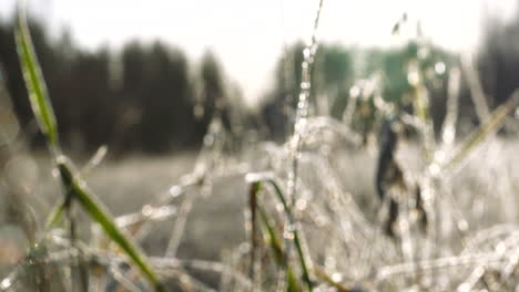 Gefrorenes-Gras-Auf-Wildem-Feld,-Frostiger-Wintermorgen,-Abstrakt,-Rack-Fokus-Auf-Defokussiert