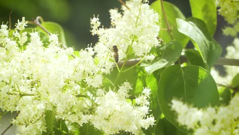 Zeitlupe-Der-Fliegenden-Biene,-Die-Im-Frühjahr-Nektar-Sammelt,-Um-Honig-Zu-Machen